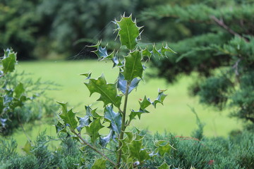 Distel mit Spinnweben (2)