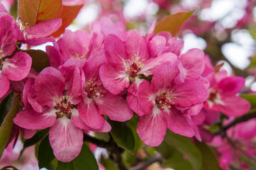 Spring flowering ornamental Apple trees. Wild Apple Nieddzwetzkyana.