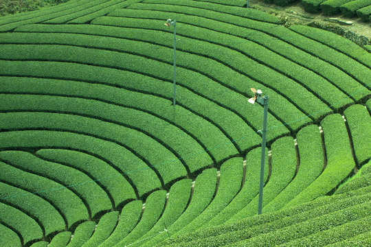 Tea garden in Wazuka