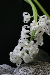 hyacinth