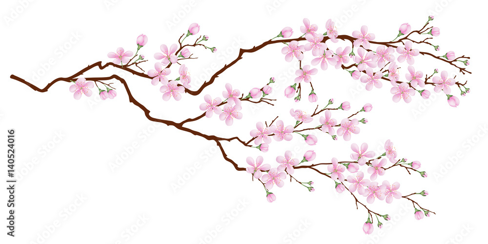 Wall mural horizontal branch of cherry blossoms. realistic vector illustration on isolated background.