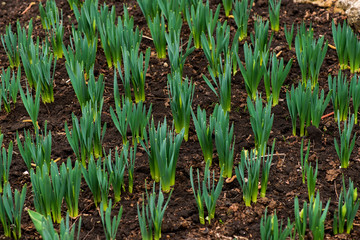 Obraz premium Sprouted spring flowers daffodils in early spring garden
