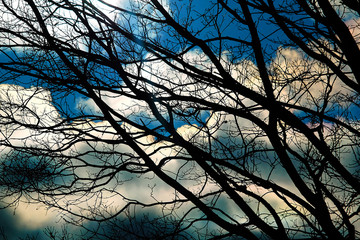 the sun through the trees