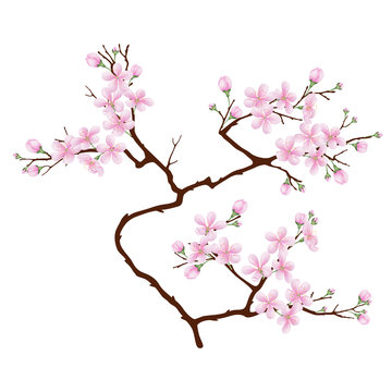 Vertical  branch of cherry blossoms. Realistic vector illustration on isolated background.