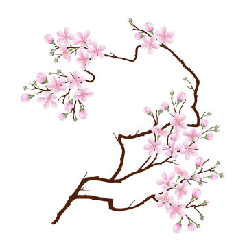 Vertical curved branch of cherry blossoms. Realistic vector illustration on isolated background.