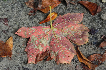 Ahornblatt mit Wassertropfen