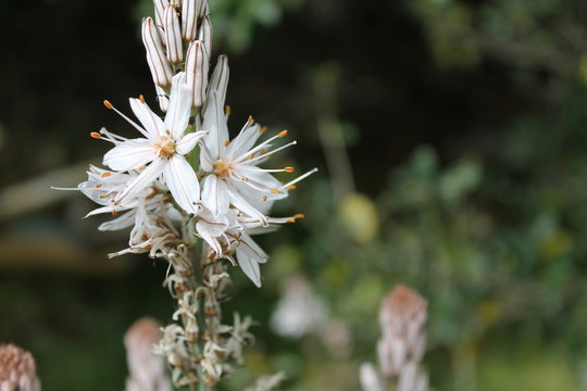 Asfodelo bianco