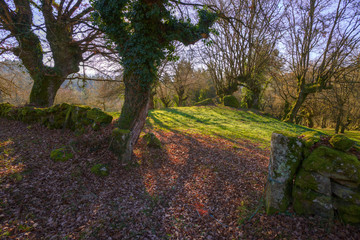 Oaks and stone wall