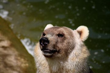 Ein Hybridbär in einem Zoo