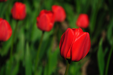 Red tulips in my garden