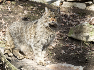 European wildcat, Felis s. sylvestris, watching nearby