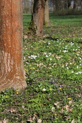 Obraz premium Frühling im Landschaftspark 