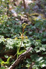 Frühling im Landschaftspark 