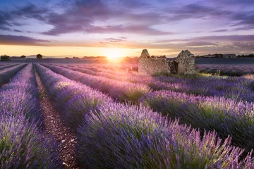Fotobehang Lavendel LAVENDEL IN ZUID-FRANKRIJK