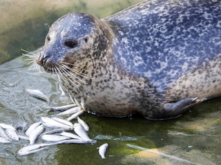 Common Seal, Phoca vitulina, eating fish © vladislav333222