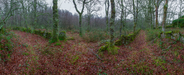 Old paths through oak forests