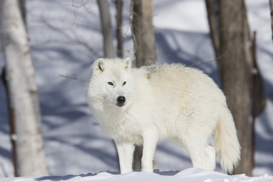 Fototapeta Arctic wolf in winter