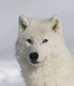 Fototapeta Arctic wolf 