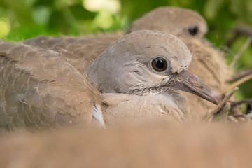 European turtle dove chicks