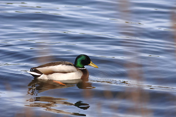 Ente auf einem Teich