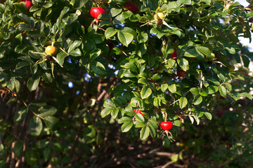 Red and yellow hips on a background of green leaves