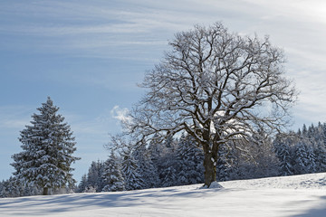 Fototapeta na wymiar Deciduous tree with winter landscape
