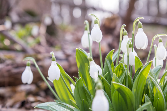 Beautiful springtime background. White blooming snowdrop folded or Galanthus plicatus with water drops. Low angle. Sunshine. Sunrise. Toned, soft focus. Shallow depth of field.