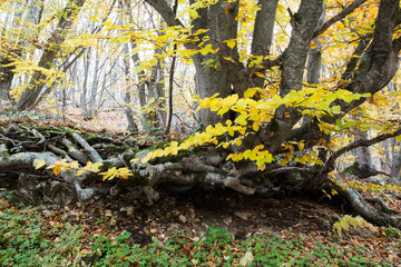 forest crimea