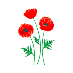 Red poppy illustration. Vector isolated flower on white