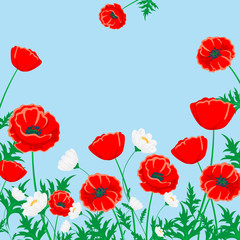 Red poppy and white chamomile illustration. Vector flower on blue