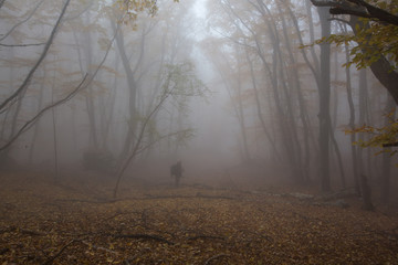 Crimea forest