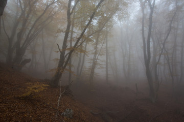 Crimea forest