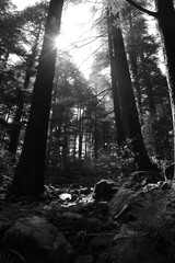 forest in the fog black and white