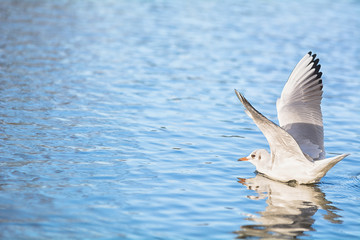 Möwen im Flug