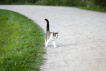 Cat walks in the park