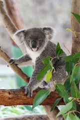 Papier Peint photo Lavable Koala Koala