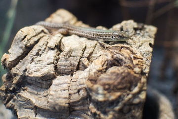 Close up on Podarcis Tauricus (Crimean Wall Lizard)