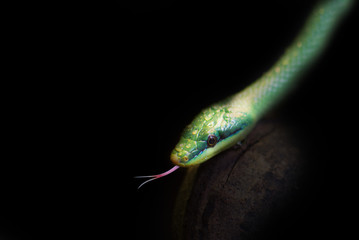 Close up on  green snake on black background