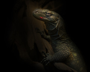 Crocodile Monitor (Varanous salvadori) on black background