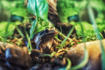 Close up on Leptodactylus fallux ( Mountain Chicker Frog)