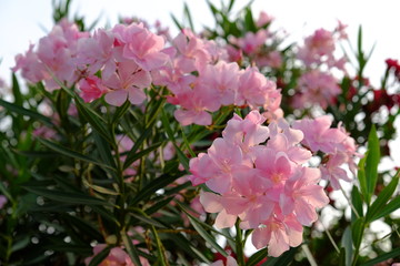 Narium, Oleander, 