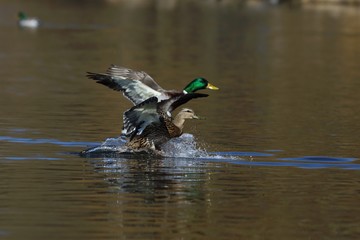 Two wild ducks (Anas platyrhynchos) landing on the water.