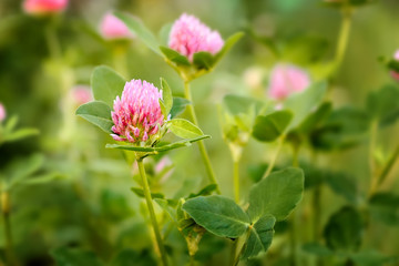 Pink clover flowers in spring, shallow depth of field