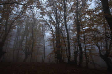 Obraz na płótnie Canvas Crimea forest