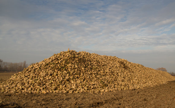 Zuckerr&uuml;ben