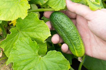 Newly Harvested Cucumber