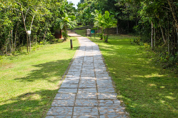 Walking way with tree and meadow in the public park