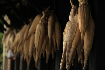 Grain drying is process of drying grain to prevent spoilage during storage.  