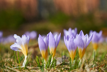 magenta crocus flower blossoms at spring