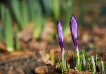 magenta crocus flower blossoms at spring